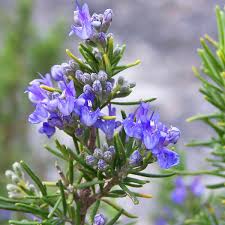 Image result for Rosmarin