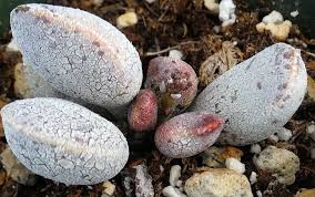 Attēlu rezultāti vaicājumam “Trichiaceae, Hemitrichiaceae, Arcyriaceae”