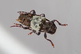 Attēlu rezultāti vaicājumam “Pogonocherus hispidulus”