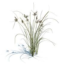 Attēlu rezultāti vaicājumam “Bolboschoenus maritimus”