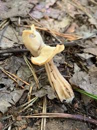 Attēlu rezultāti vaicājumam “Helvella crispa”