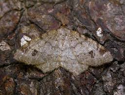 Attēlu rezultāti vaicājumam “Macaria signaria”