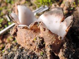 Attēlu rezultāti vaicājumam “Geopora arenicola”