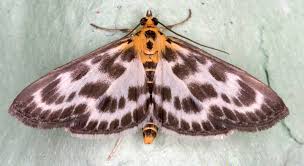 Attēlu rezultāti vaicājumam “Anania hortulata”