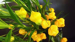 「ソニア・パレス」の画像検索結果