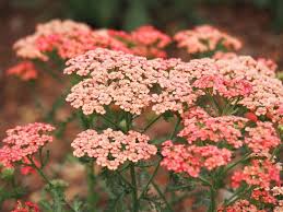 Attēlu rezultāti vaicājumam “Achillea salicifolia flower”