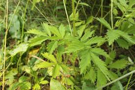 Attēlu rezultāti vaicājumam “Agrimonia pilosa”