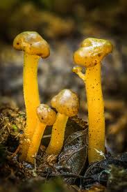 Attēlu rezultāti vaicājumam “Phleogena faginea young”