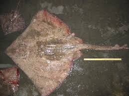 Image result for Dipturus batis