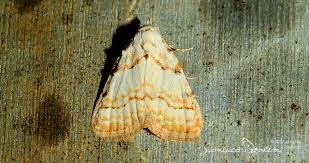 Attēlu rezultāti vaicājumam “Nola aerugula”