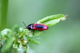 Attēlu rezultāti vaicājumam “Ampedus sanguinolentus”