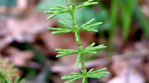 Attēlu rezultāti vaicājumam “Equisetum pratense”