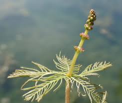 Attēlu rezultāti vaicājumam “Myriophyllum alterniflorum”