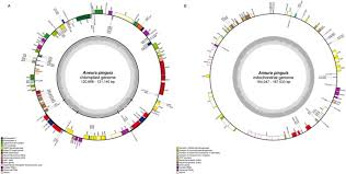 Attēlu rezultāti vaicājumam “Aneura pinguis”