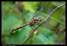 Attēlu rezultāti vaicājumam “Sympetrum danae”