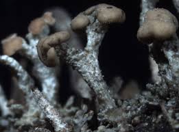 Attēlu rezultāti vaicājumam “Cladonia botrytes”