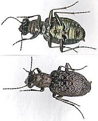 Attēlu rezultāti vaicājumam “Elaphrus cupreus”