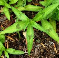 Attēlu rezultāti vaicājumam “Persicaria maculosa leaf”