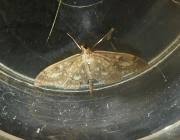 Attēlu rezultāti vaicājumam “Anania lancealis”