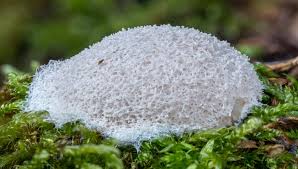 Attēlu rezultāti vaicājumam “Fuligo cinerea macro”