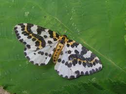 Attēlu rezultāti vaicājumam “Abraxas grossulariata imago”