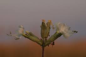 Attēlu rezultāti vaicājumam “Silene viscaria bud”