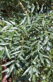 Attēlu rezultāti vaicājumam “Fraxinus”