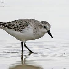 Image result for Calidris ruficollis