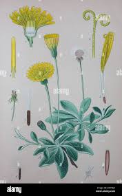 Attēlu rezultāti vaicājumam “Pilosella officinarum leaf”