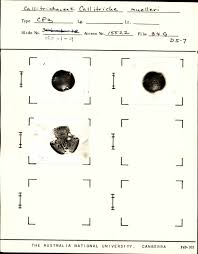 Attēlu rezultāti vaicājumam “Callitrichaceae”