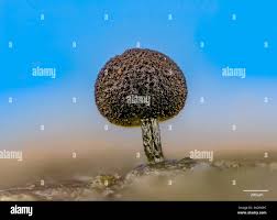 Attēlu rezultāti vaicājumam “Stemonitopsis sp.”