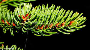 Attēlu rezultāti vaicājumam “Collaria rubens”