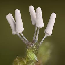 Attēlu rezultāti vaicājumam “Arcyria cinerea”