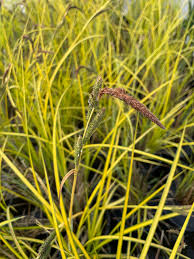 Attēlu rezultāti vaicājumam “Carex elata”