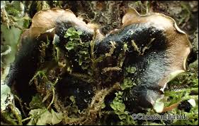 Attēlu rezultāti vaicājumam “Cetrelia olivetorum”