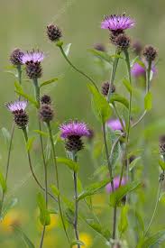 Image result for Centaurea nigra