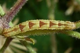 Attēlu rezultāti vaicājumam “Chloroclystis v-ata”