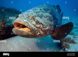 Image result for Epinephelus itajara