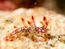 ผลการค้นหารูปภาพสำหรับ Bornella Anguilla