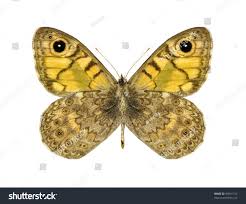 Attēlu rezultāti vaicājumam “Lasiommata megera male”