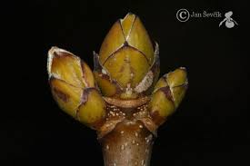 Attēlu rezultāti vaicājumam “Acer platanoides bud”