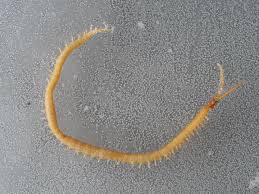 Attēlu rezultāti vaicājumam “Geophilidae”