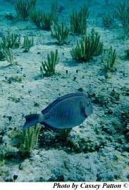 Image result for Acanthurus chirurgus