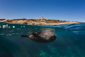 Image result for Wyndley Seals Snorkelling Club