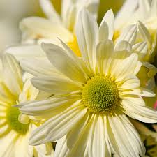 Attēlu rezultāti vaicājumam “Bellis perennis flower”