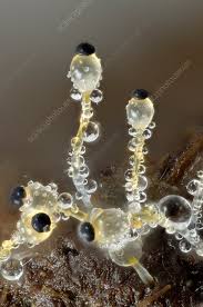 Attēlu rezultāti vaicājumam “Pilobolus crystallinus”