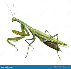 Attēlu rezultāti vaicājumam “Mantis religiosa”