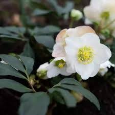 Image result for Nieswurz