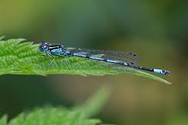 Attēlu rezultāti vaicājumam “Coenagrion pulchellum female”