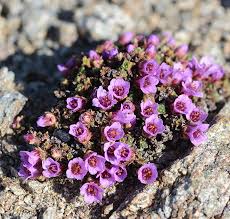 Attēlu rezultāti vaicājumam “Erysimum hieracifolium flower”